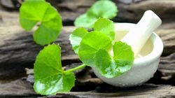 Właściwości brahmi. To naturalny środek na pamięć i koncentrację