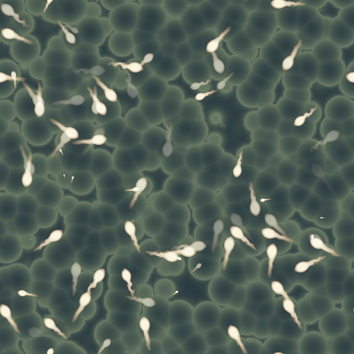 Bank spermy często wybierają pary, które z różnych powodów nie mogą mieć dziecka