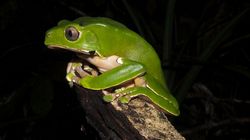 Kambo - co to jest i jak działa? Na czym polega ceremonia kambo?