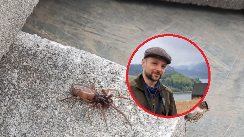 Jakie są najbardziej jadowite pająki w Polsce?