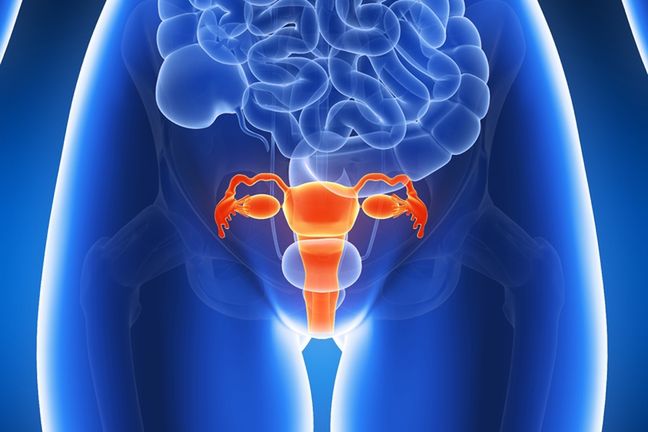 Macica składa się z trzech głównych części - trzonu, szyjki i cieśni