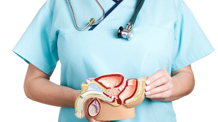 Moszna chroni jądra przed przegrzaniem i utratą ciepła. 