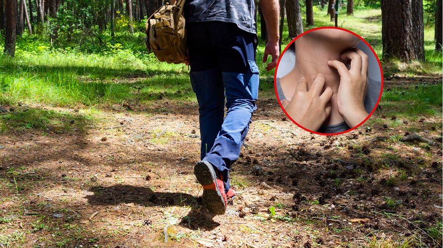 Grzyby chłoną toksyny i metale ciężkie niczym gąbka