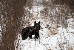 Schwytano niedźwiedzia wałęsającego się po Przemyślu