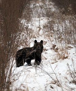 Pojmana niedźwiedzica ofiarą kryzysu gospodarczego