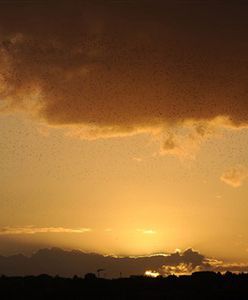 Kontrowersje wokół kandydata na ambasadora USA w Watykanie