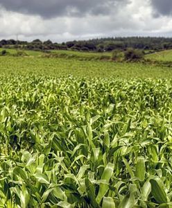 Polska oskarżona ws. GMO