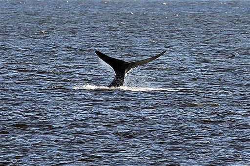 Ekolodzy przegrali - wojsko może szkodzić wielorybom