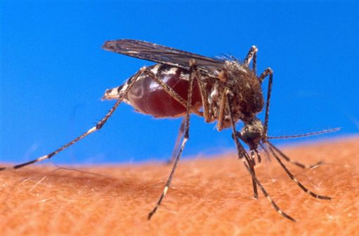 Rząd pomoże w walce z plagą komarów