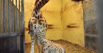 Nazwij żyrafę - konkurs wrocławskiego zoo