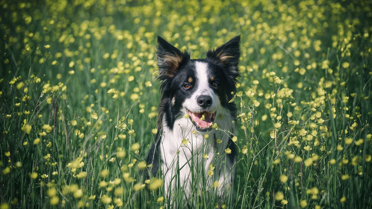 Jakim zwierzęciem jesteś? Sprawdź!