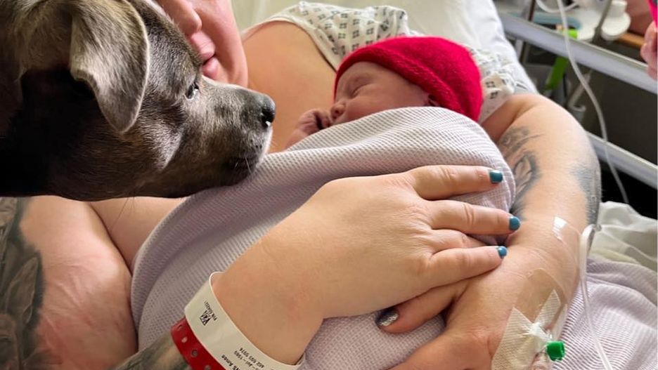 Pies dostał przepustkę od dyrektora szpitala. Asystował na oddziale położniczym