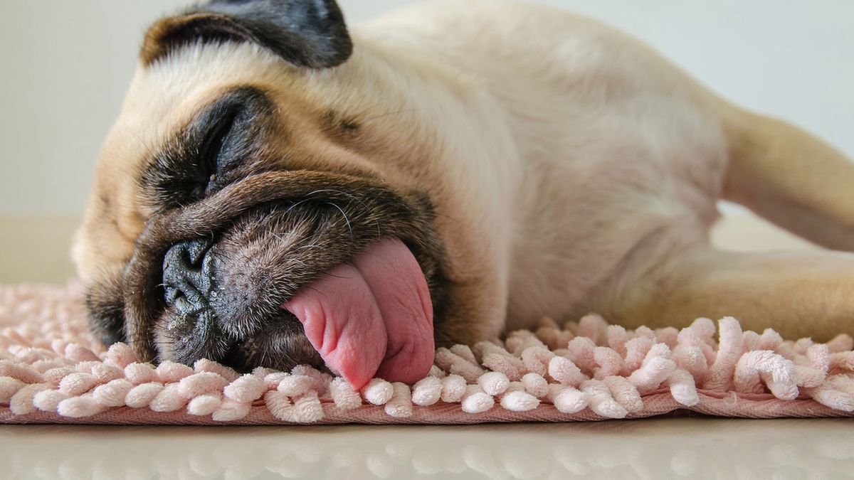 Mops to pies przyjazny, ale i uparty