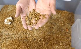 Dlaczego powinniśmy jeść owady? (WIDEO)