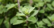 Przeciwzapalne oregano