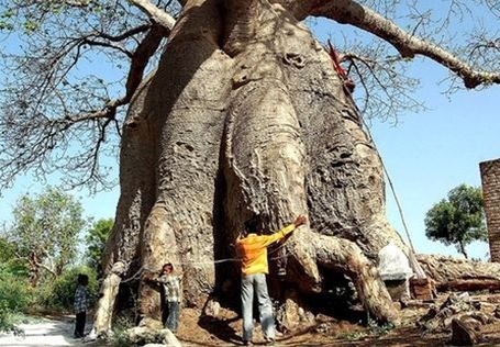 Na deser - baobab