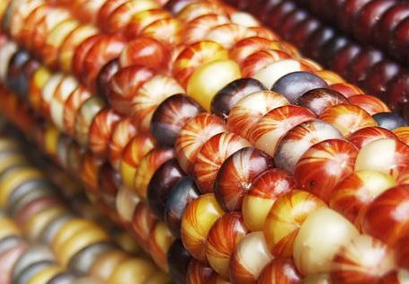 Co trzeci Polak akceptuje GMO
