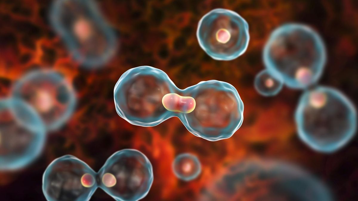 Mitoza. Jak przebiega mitotyczny podział komórkowy?