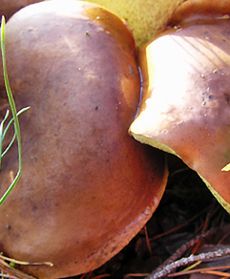 Co się czai w lesie?