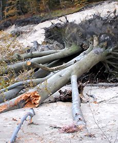 Gdyńskie wybrzeże po sztormie