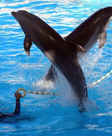 Sztuczki w delfinarium
