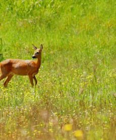 Chodzi lisek koło drogi...
