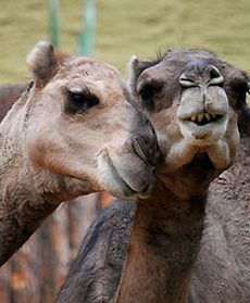 Zakochani są wśród nas