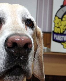 Polacy ruszają z pomocą