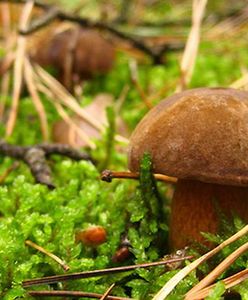 Skarby na jednej nodze