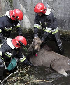 Ratowanie łosia z betonowej pułapki