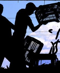 Ogórkowa gorączka trwa