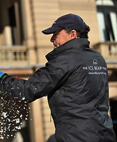 Niedźwiedź polarny topnieje na słońcu