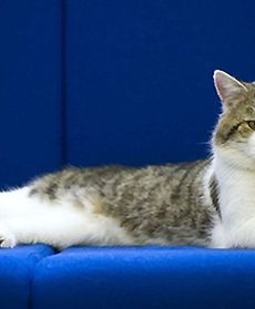 Kot na usługach premiera