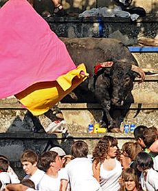 Rozjuszony byk zatakował publiczność