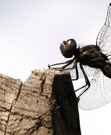 Takie małe a ciągle jedzą