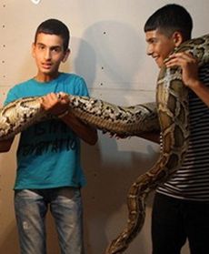 Zobacz 3-metrowego pytona!