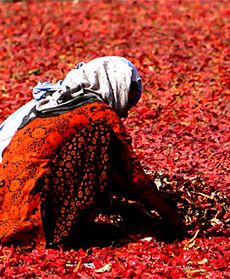 Zbiór czerwonego chili w Kaszmirze
