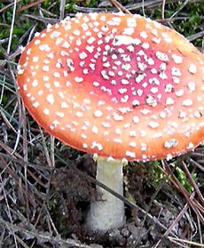 Piękne i wyjątkowo niebezpieczne