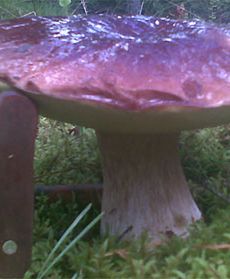 Okazy znalezione w lesie