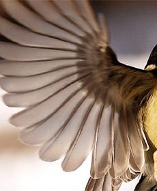 Nie boją się wiatru