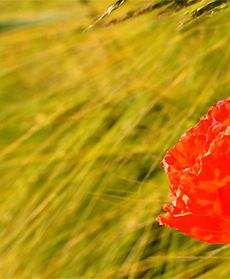 Piękne, polskie lato