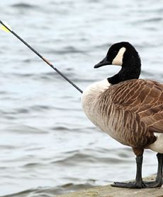 Raniona gęś zdrowieje