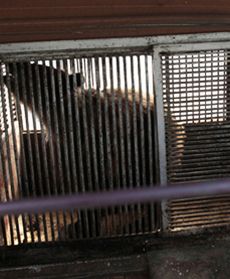 Zwierzęta więzione w autobusie