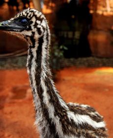 Narodziny małych emu