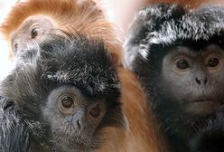 Nowe małpki w gdańskim zoo
