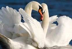 Niebrzydkie kaczątko