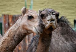 Zakochani są wśród nas