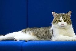 Kot na usługach premiera