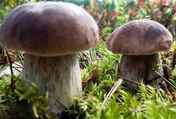 W lasach jest ich pełno...