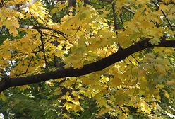 Wszystkie barwy jesieni